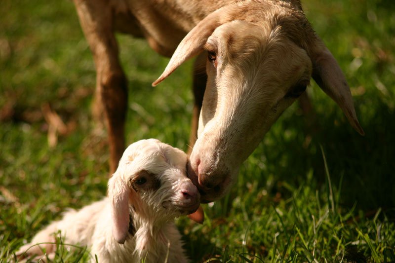 Les chevaux de la ferme