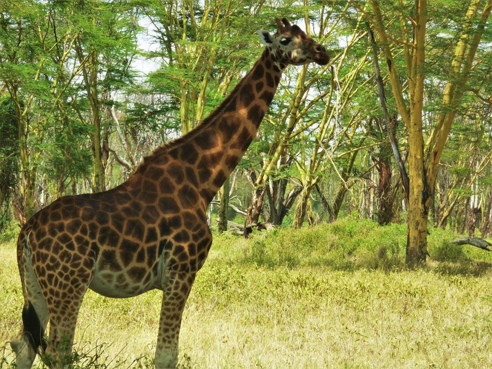 Une girafe dans la végétation au Kenya