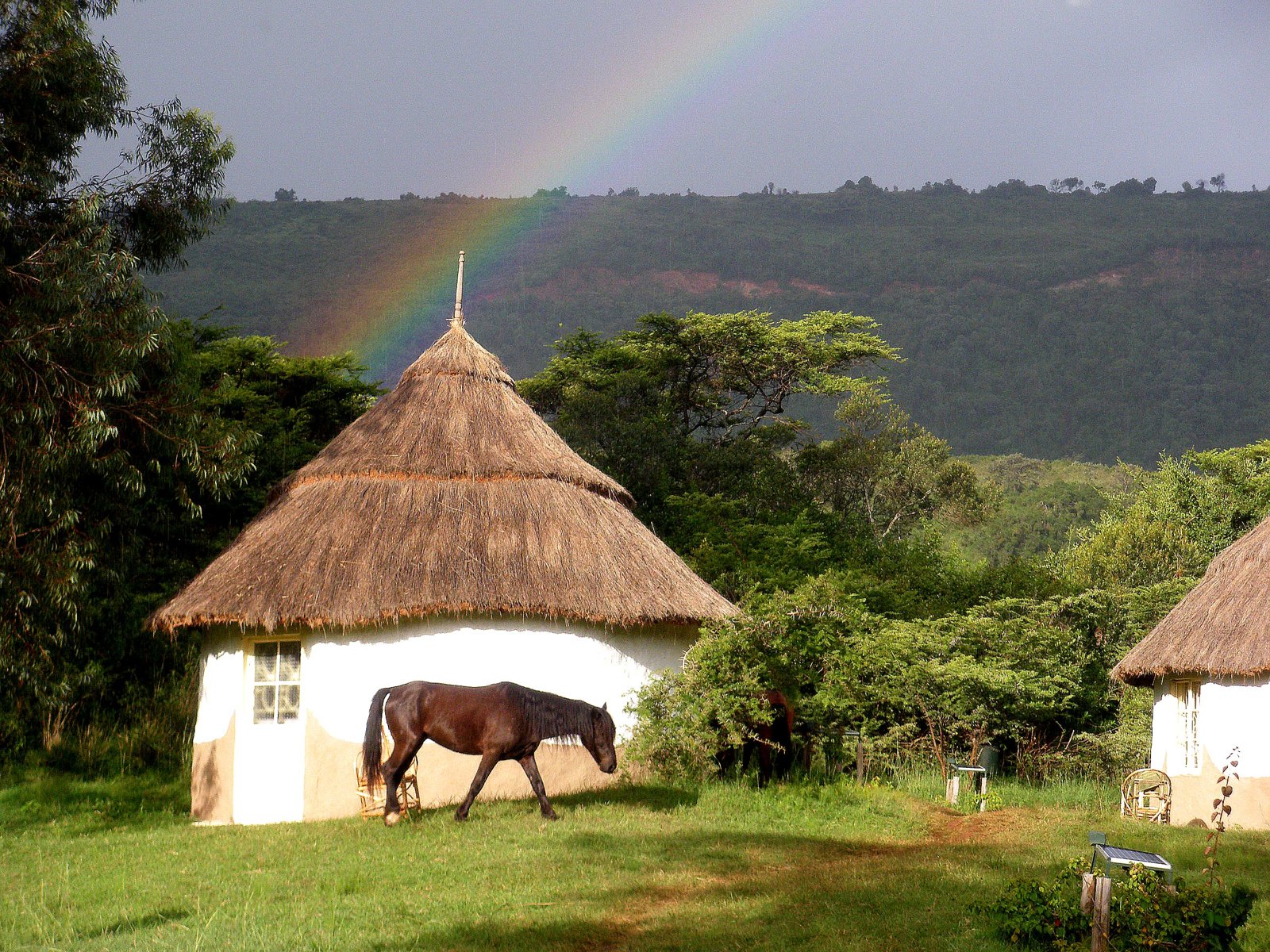Banda traditionnelle et chevaux dans le domaine verdoyant de Muringa Farm