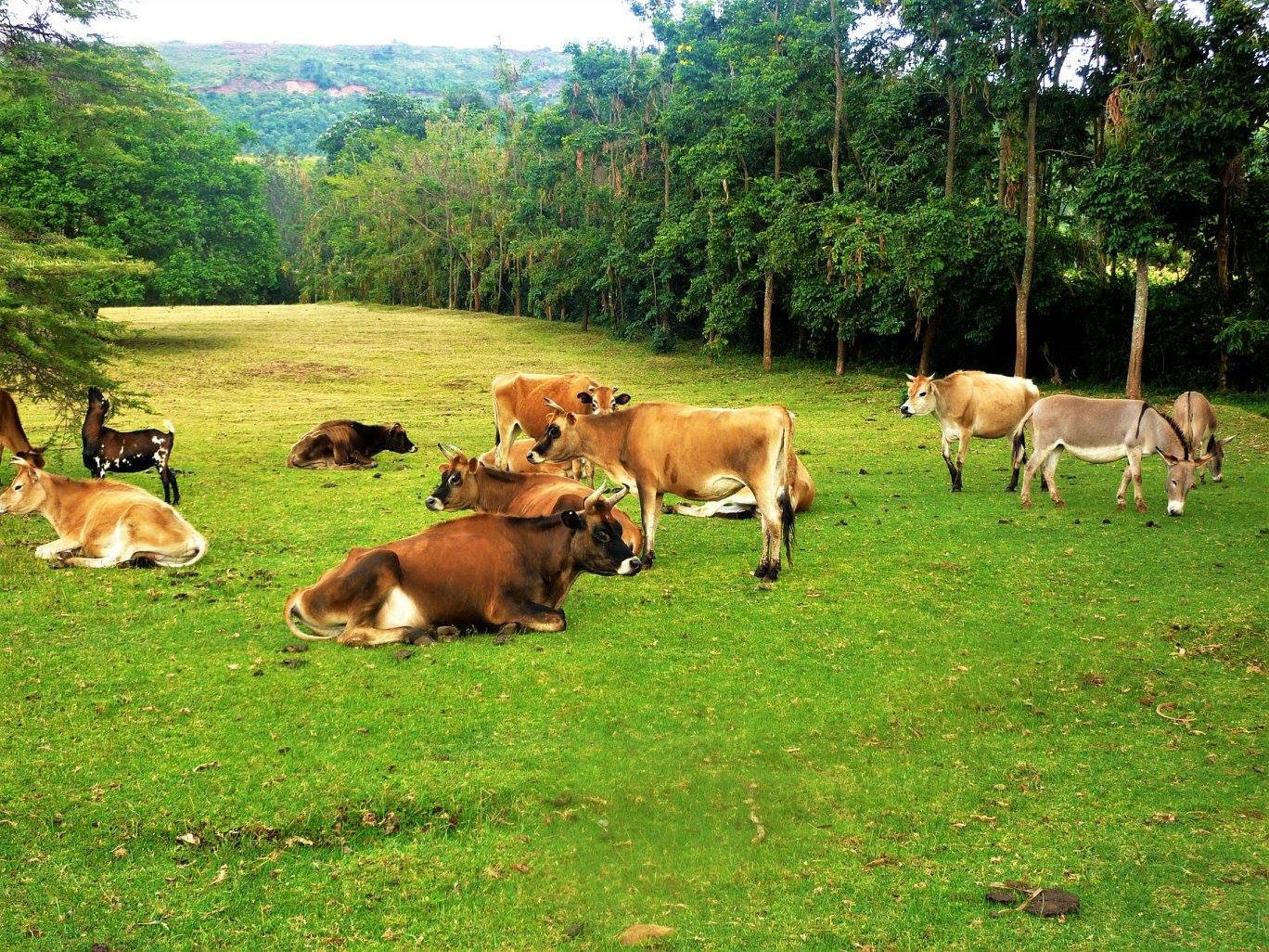 La prairie de la ferme et ses animaux