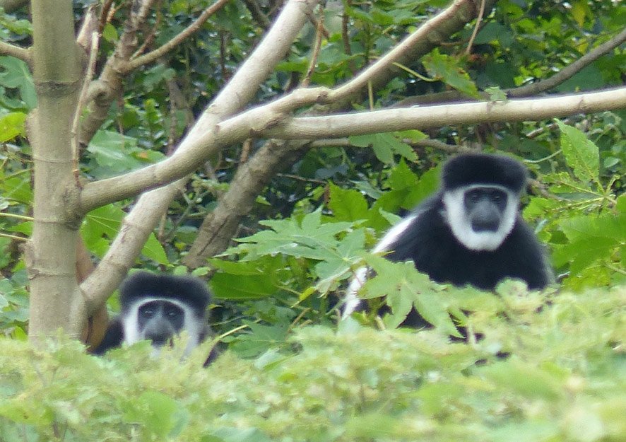 Les colobes dans les arbres de Muringa Farm