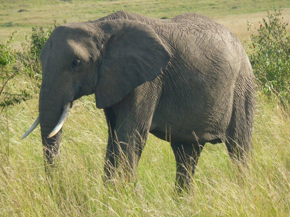 Un éléphant photographié en safari au Kenya