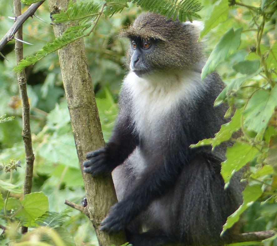 Un cercopithèque dans les arbres